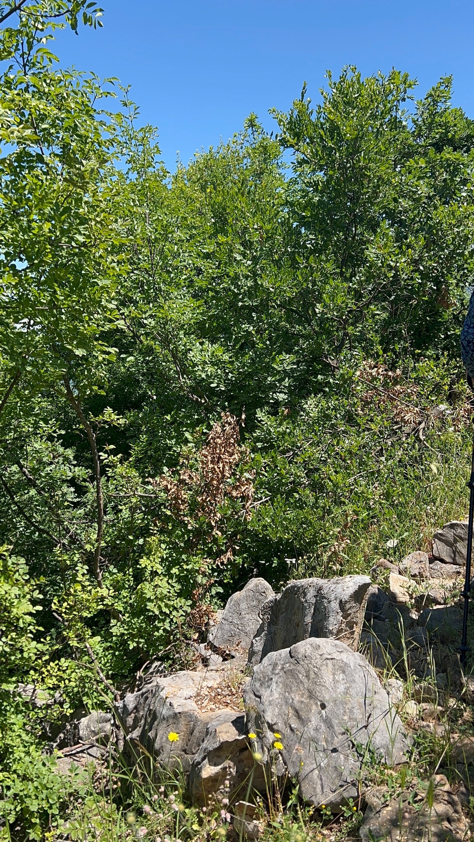 The heavily overgrown upper section of the Ohrid Highlands Trail where navigation becomes difficult